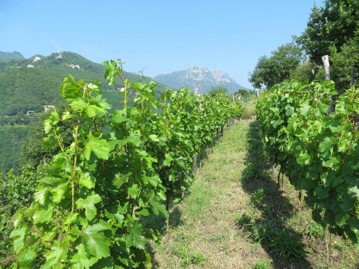Ancient Estate "Il Trignano" Βίλα Vietri Εξωτερικό φωτογραφία